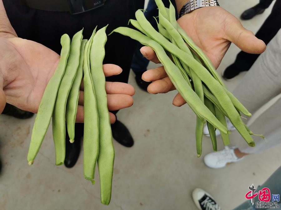 大棚春季豆角种植技术_春季大棚种植技术豆角技术要点_夏季大棚豆角种植技术