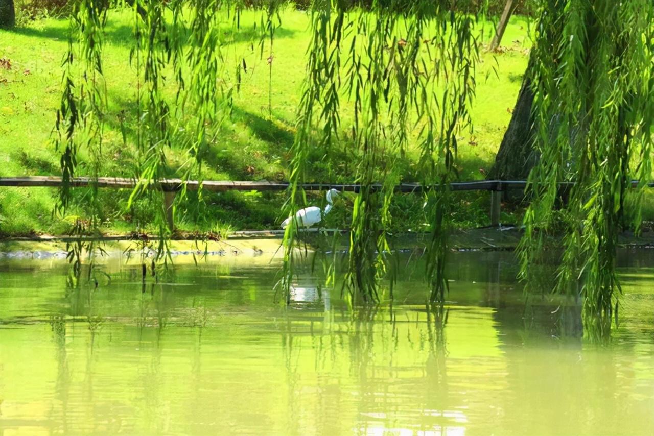 花卉种植技术培训基地_花卉种植技术教程_种植花卉技术