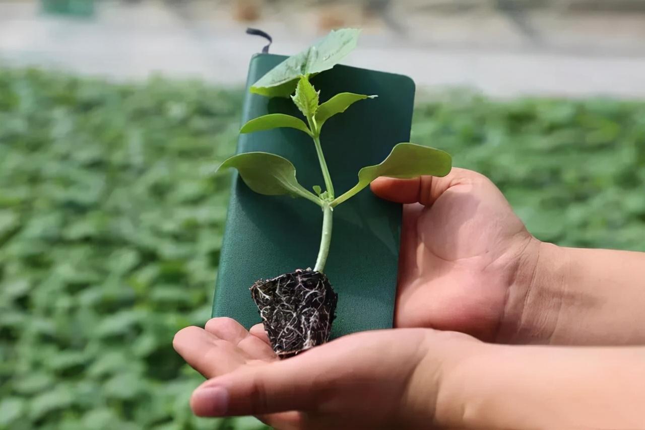 花卉种植技术培训基地_种植花卉技术_花卉种植技术教程