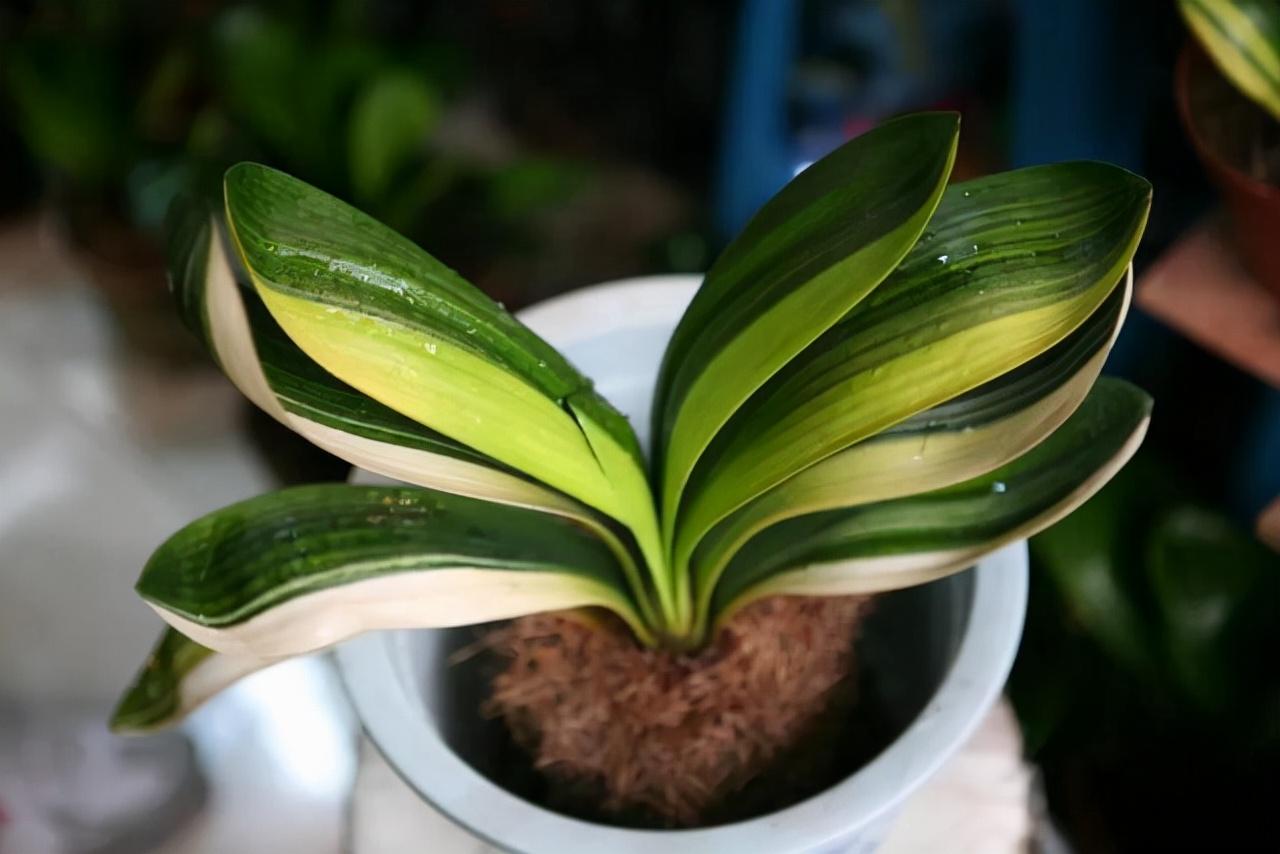 花卉种植技术教程_种植花卉技术_花卉种植技术培训基地