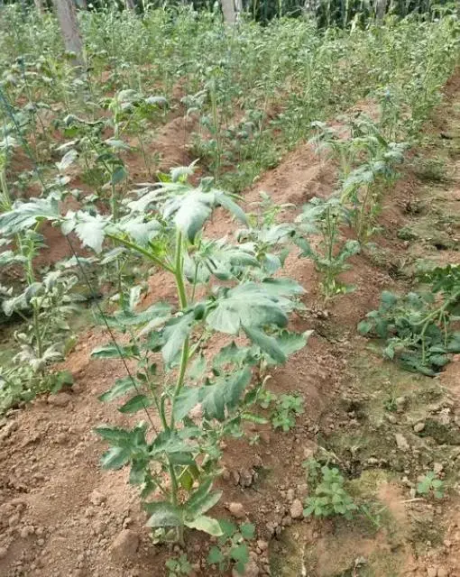 番茄种植管理技术要点_番茄的种植技术与管理_番茄种植管理技术视频