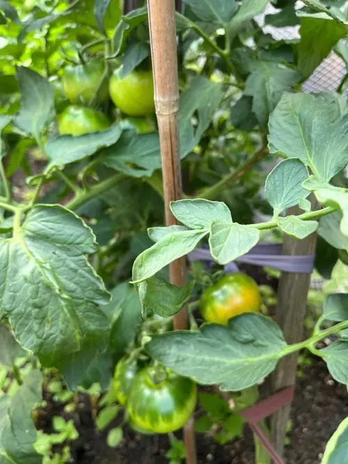 番茄种植管理技术视频_番茄种植管理技术要点_番茄的种植技术与管理