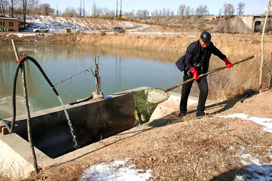 楼顶种植致富项目_楼顶经济种植_致富楼顶种植项目是什么