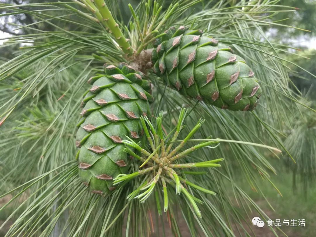 致富松树种植技术视频_年种植什么赚钱种植致富项_松树种植致富