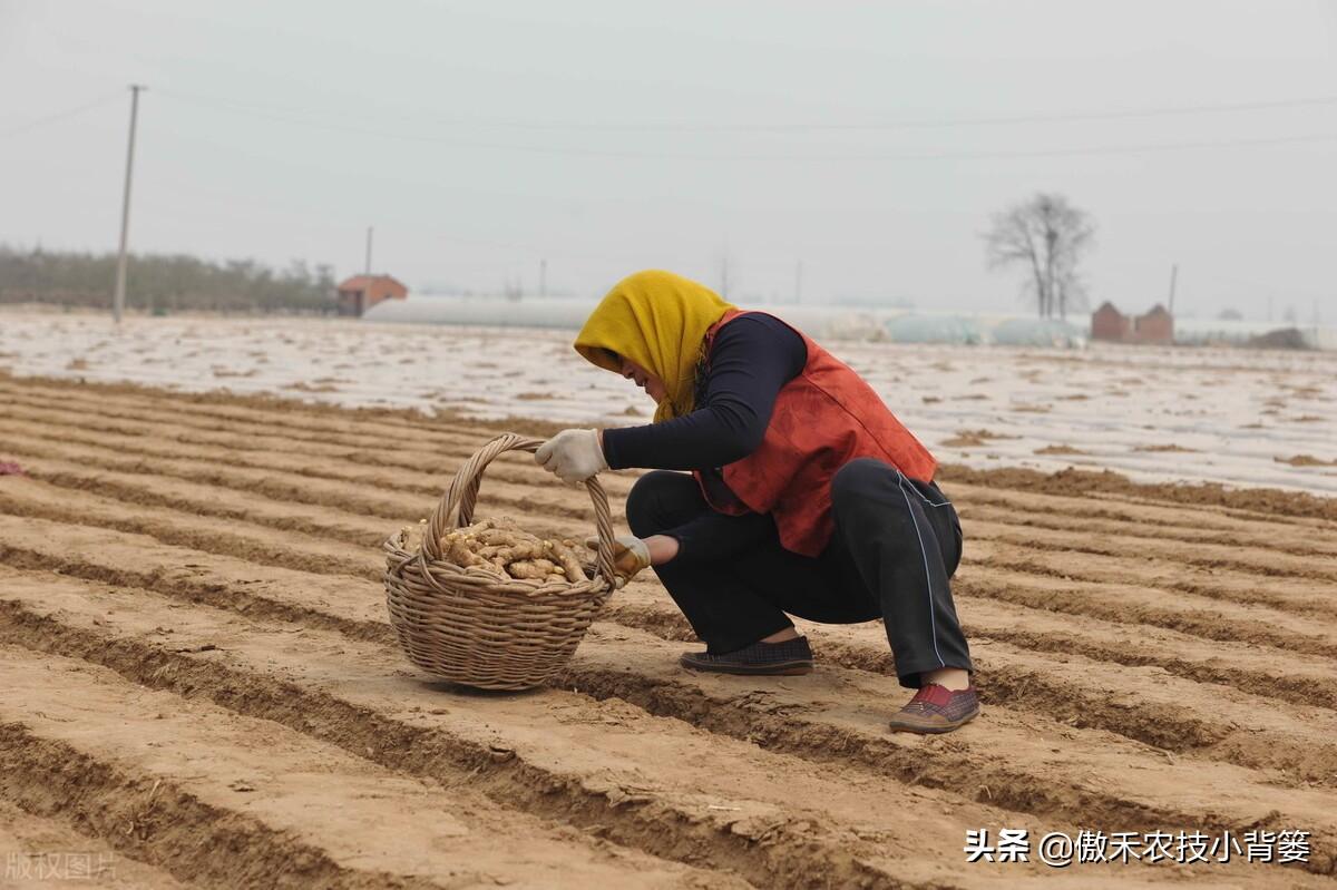 黑心姜种植_黑姜种植技术_黑姜生长环境