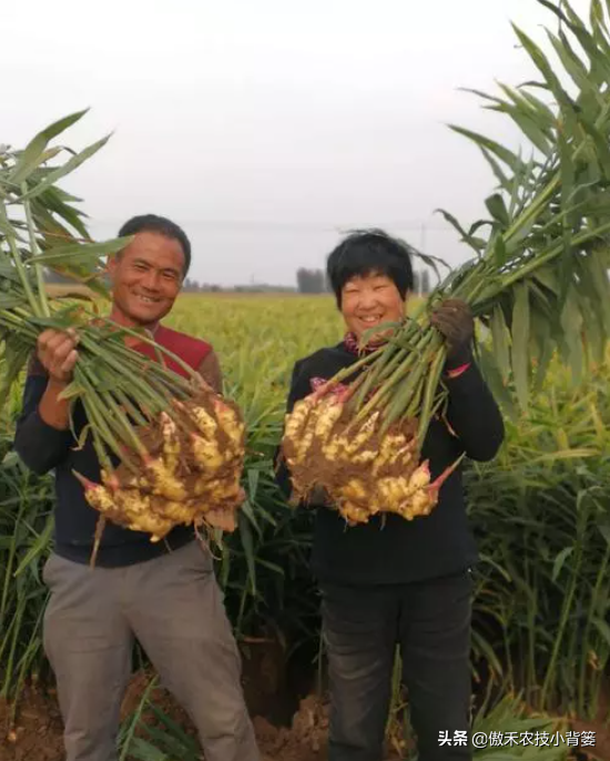 黑姜种植技术_黑姜生长环境_黑心姜种植