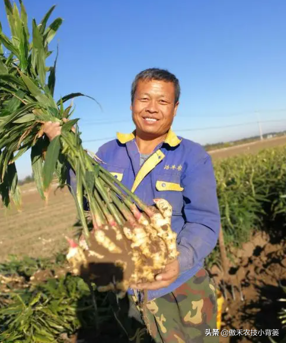 黑姜种植技术_黑心姜种植_黑姜生长环境