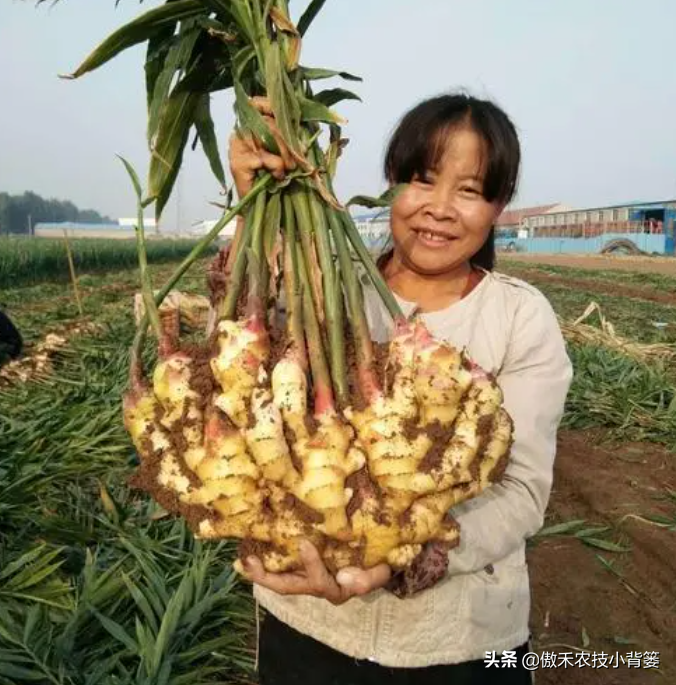 黑姜种植技术_黑姜生长环境_黑心姜种植