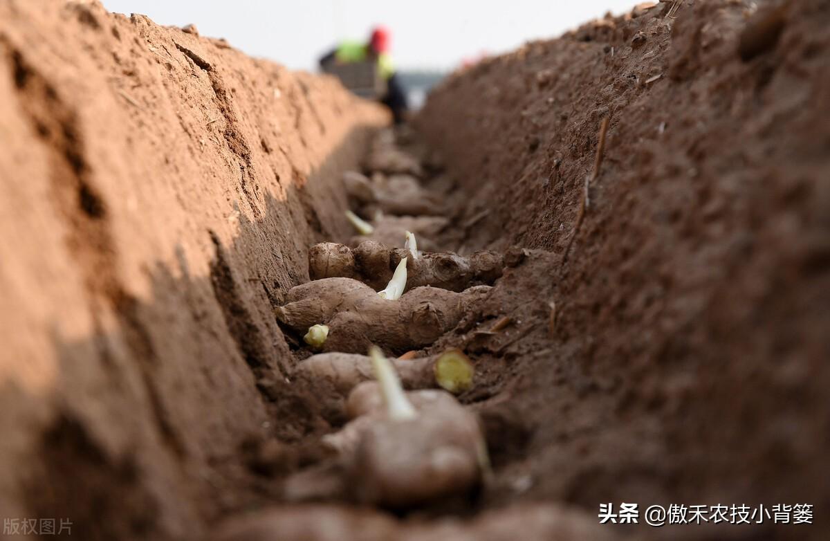 黑姜种植技术_黑心姜种植_黑姜生长环境