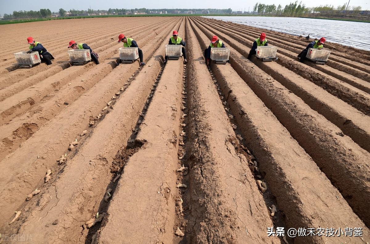 黑姜种植技术_黑心姜种植_黑姜生长环境