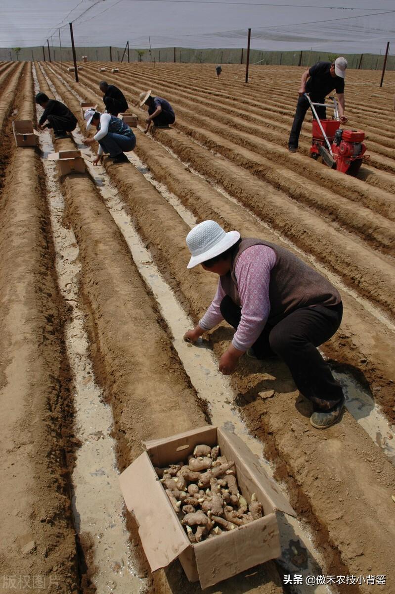 黑心姜种植_黑姜种植技术_黑姜生长环境