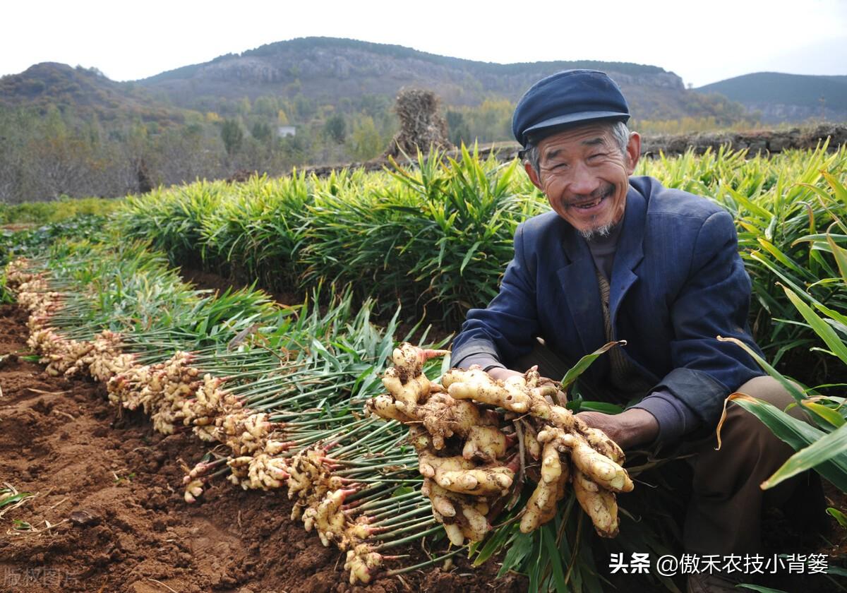 黑心姜种植_黑姜生长环境_黑姜种植技术