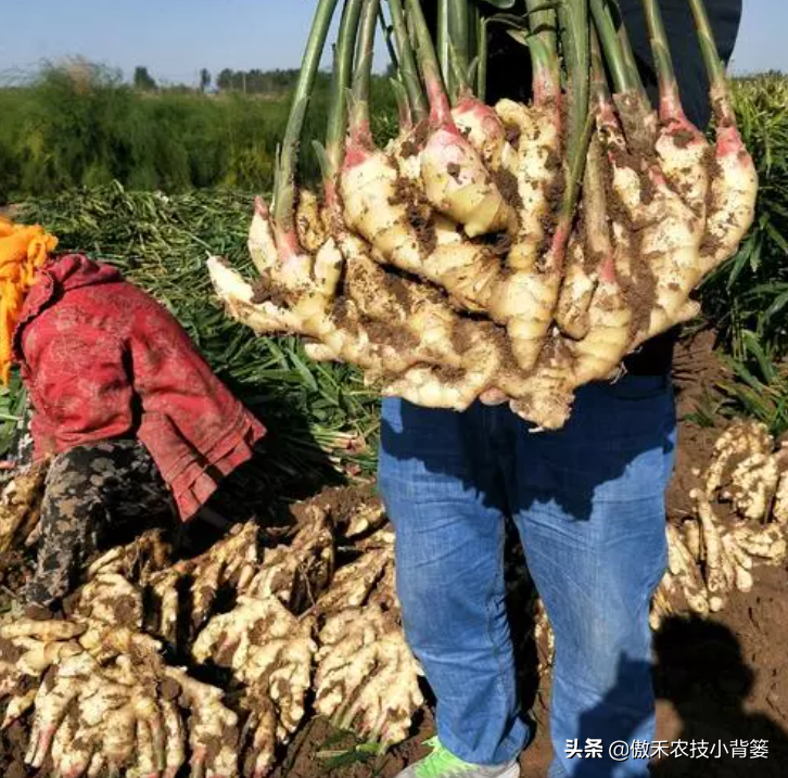 黑姜生长环境_黑心姜种植_黑姜种植技术