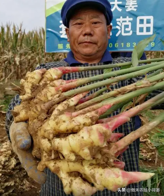 黑心姜种植_黑姜生长环境_黑姜种植技术