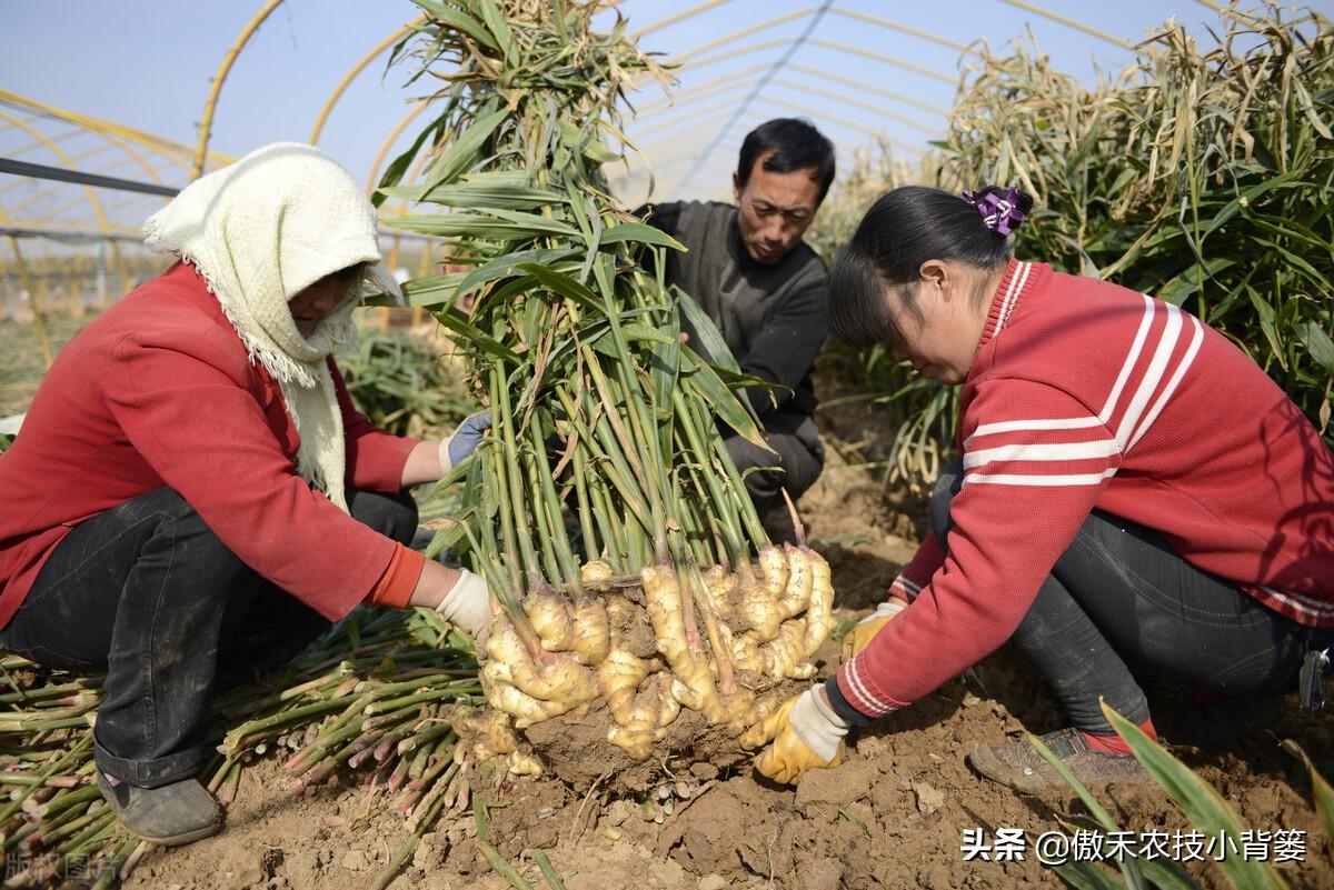 黑姜生长环境_黑姜种植技术_黑心姜种植