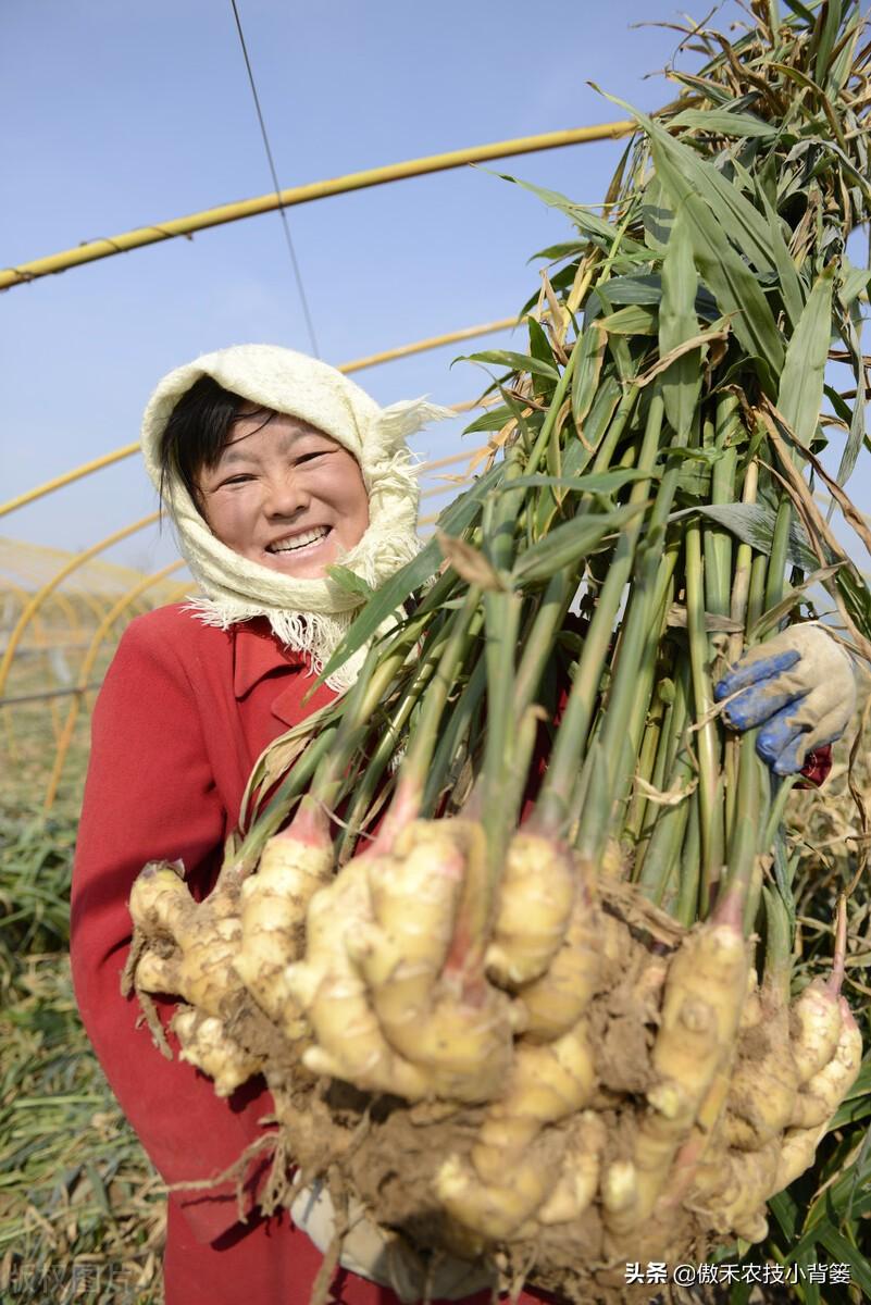 黑姜种植技术_黑心姜种植_黑姜生长环境