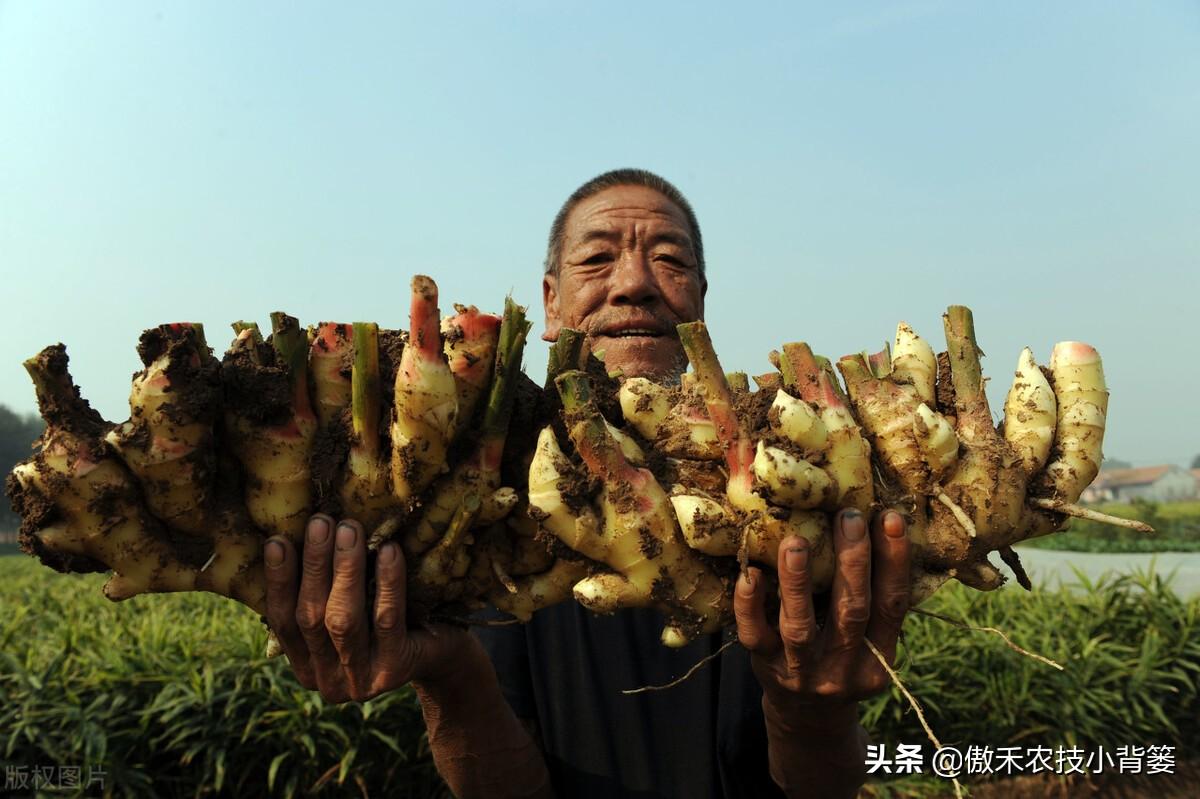 黑心姜种植_黑姜种植技术_黑姜生长环境