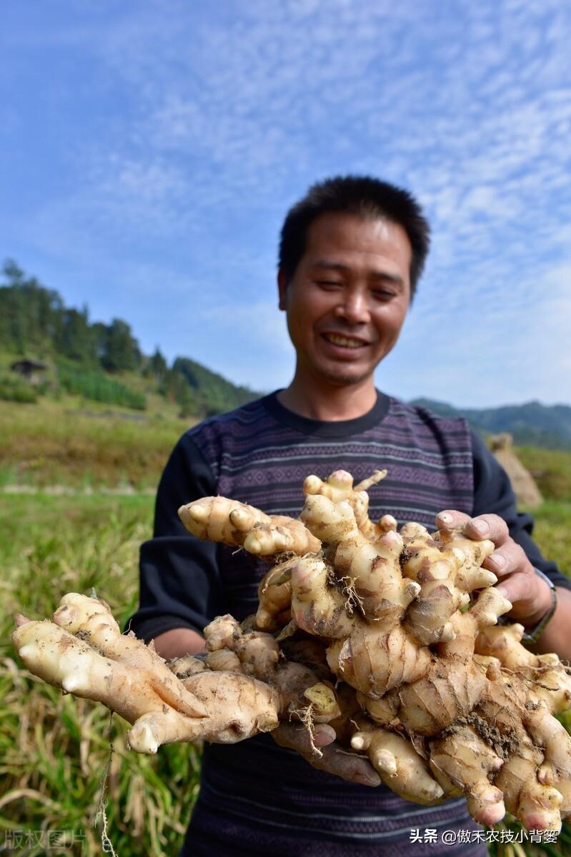 黑姜种植技术_黑姜生长环境_黑心姜种植