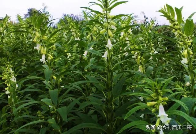 芝麻栽培技术要点