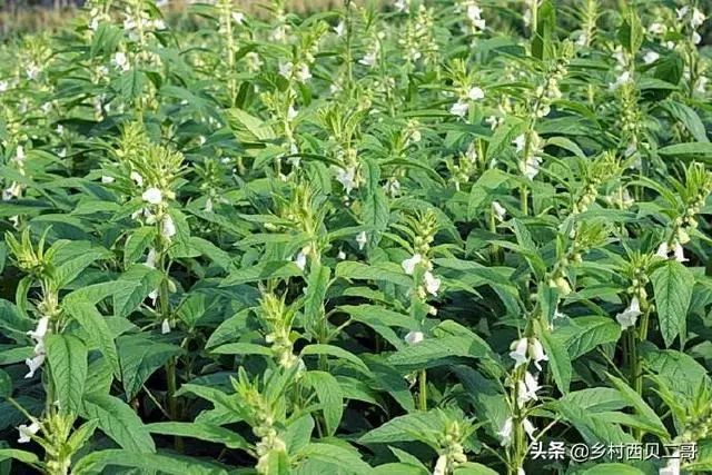 山芝麻种植技术_芝麻种植视频农广天地_种植芝麻栽培技术