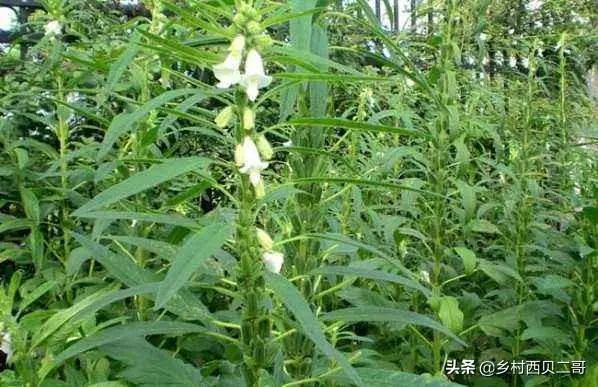 芝麻种植视频农广天地_山芝麻种植技术_种植芝麻栽培技术