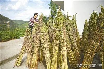 山芝麻种植技术_芝麻种植视频农广天地_种植芝麻栽培技术