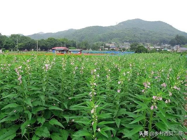 芝麻种植视频农广天地_山芝麻种植技术_种植芝麻栽培技术