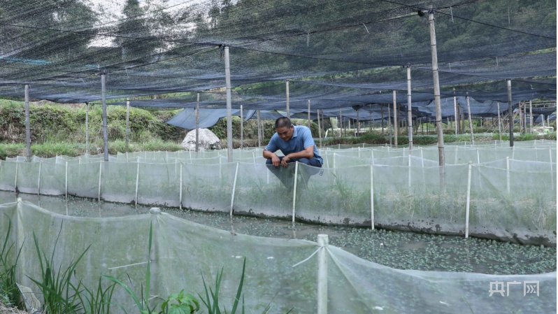 致富养殖牛蛙技术要求_养殖牛蛙技术视频_牛蛙养殖技术致富经