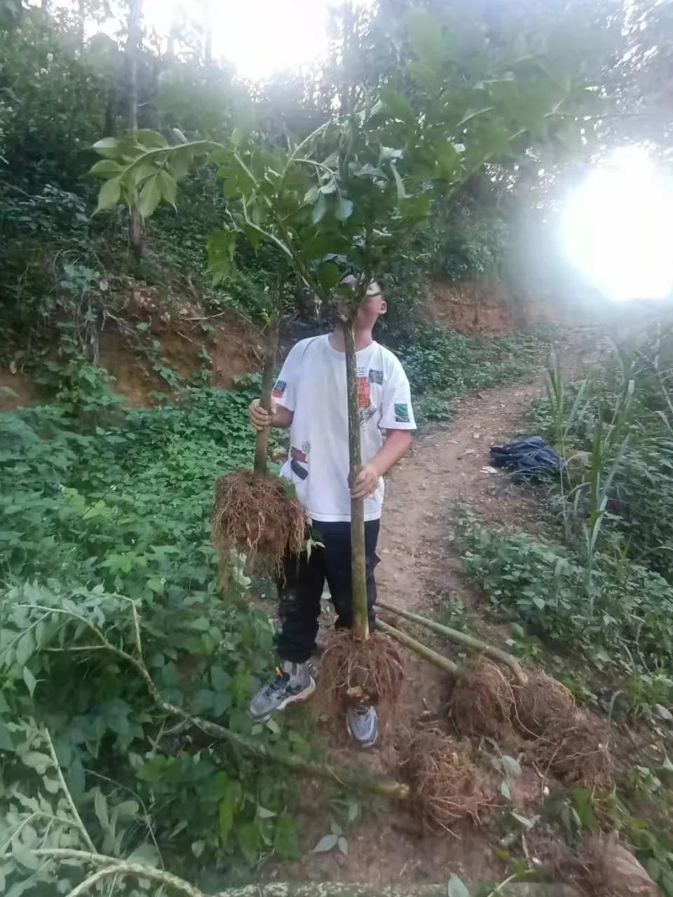 致富种植魔芋项目介绍_魔芋种植致富经_致富种植项目魔芋