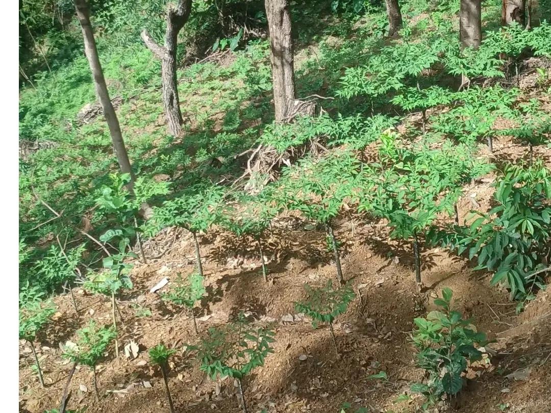 致富种植项目魔芋_致富种植魔芋项目介绍_魔芋种植致富经