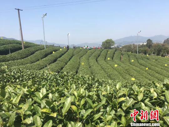 浙江松阳“致富金叶”炼成记：佳茗飘香书兴农佳话