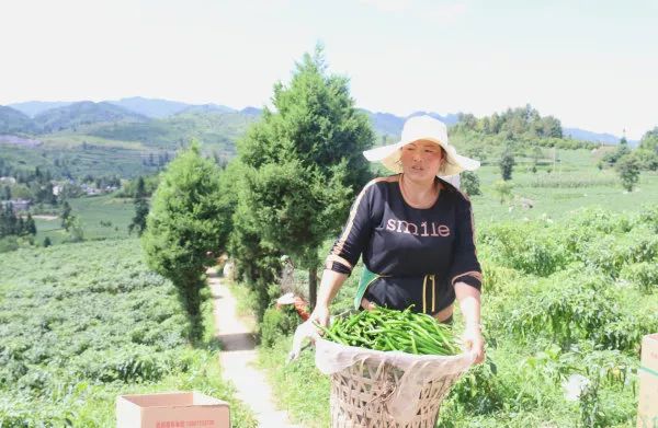 竹荪种植骗局_种植竹荪致富纪实_致富经竹荪种植视频