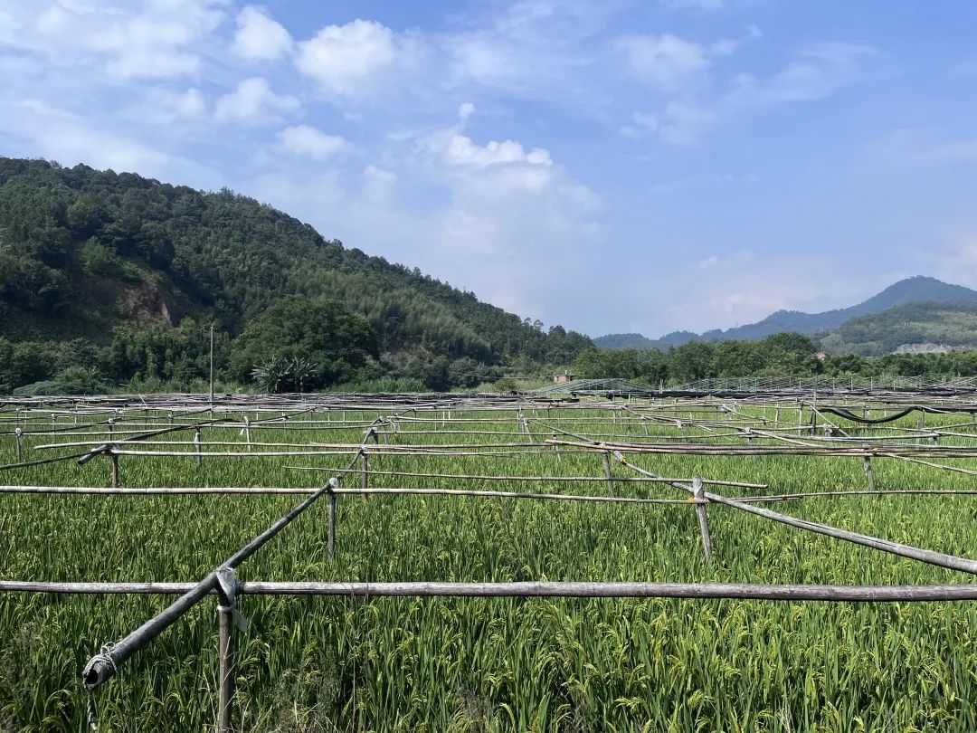 竹荪怎样种植技术_种植竹荪致富纪实_致富纪实种植竹荪视频