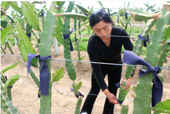 致富经鳜鱼养殖_致富养殖鳜鱼图片_致富养殖鳜鱼视频