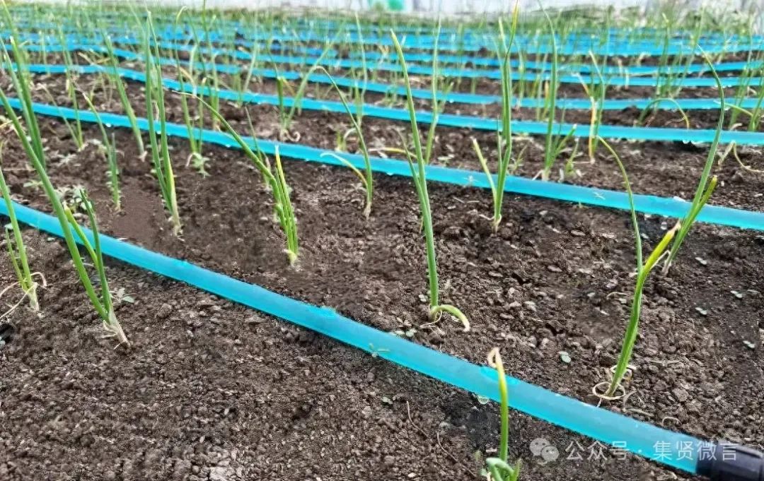 室内种植致富的_室内种植致富项目_室内种植业致富项目