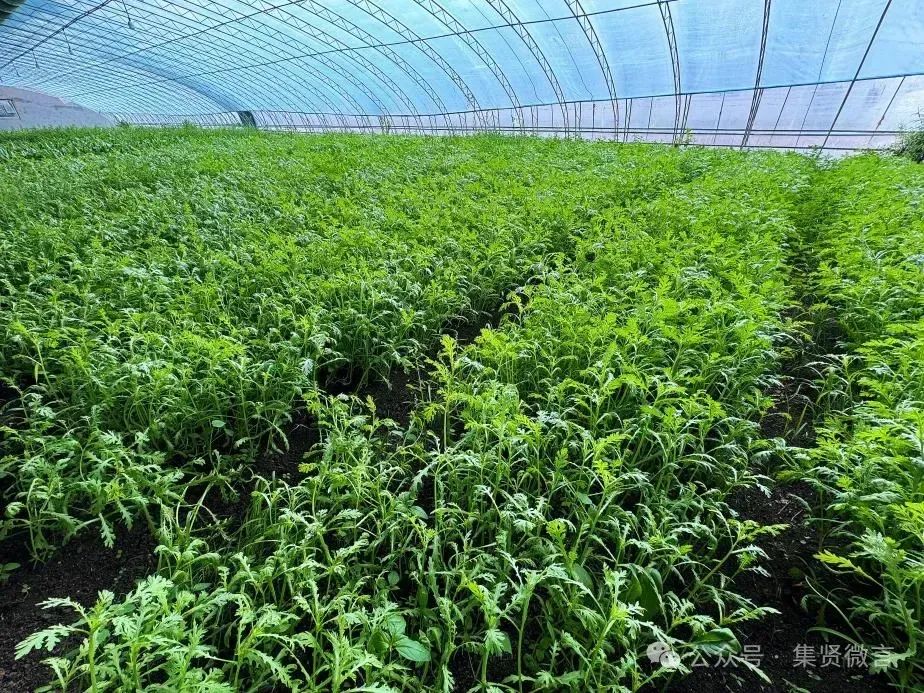 室内种植致富项目_室内种植业致富项目_室内种植致富的