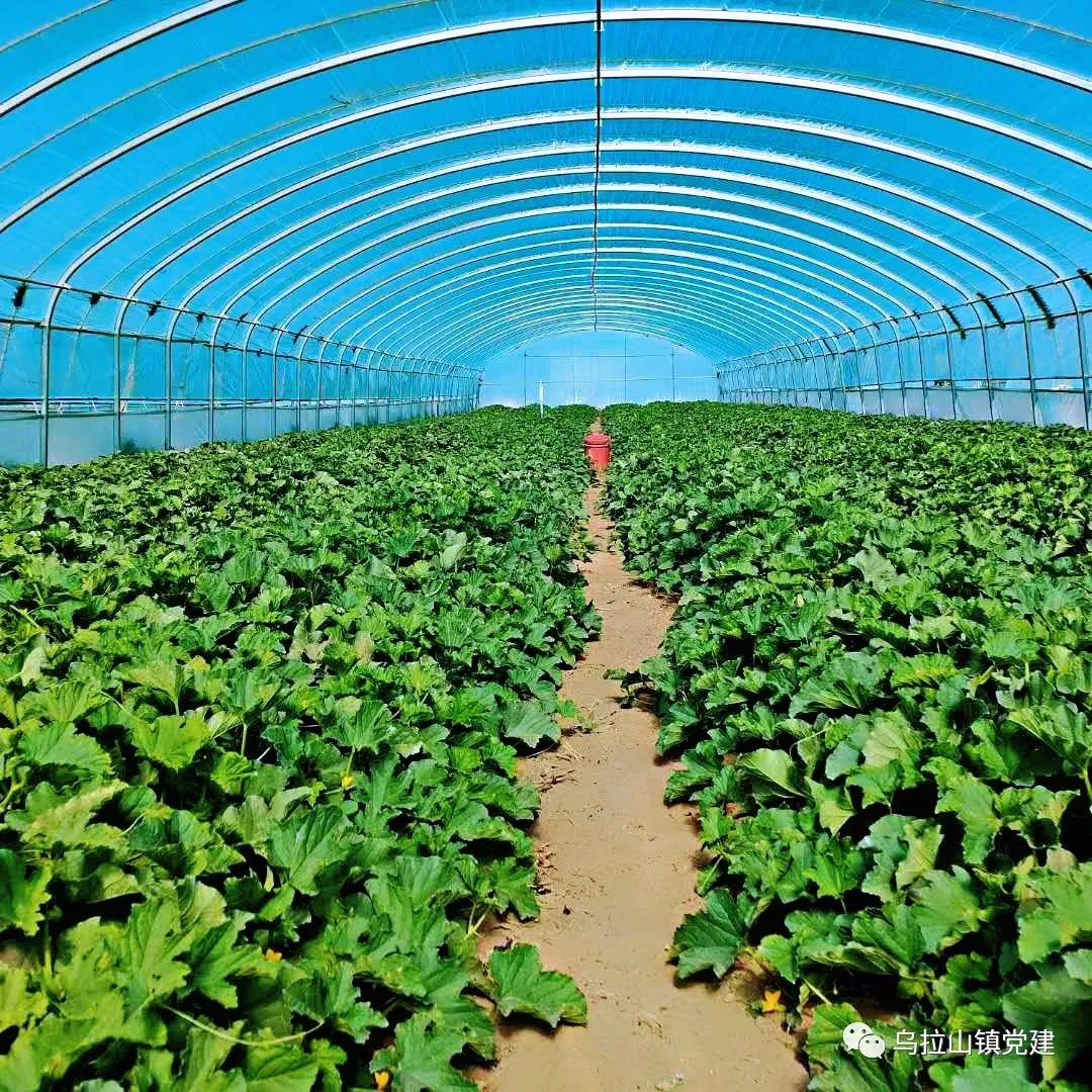 室内种植什么赚钱_室内种植创业_室内种植致富的