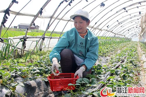 致富经栽草莓_致富经草莓种植视频_种植草莓致富