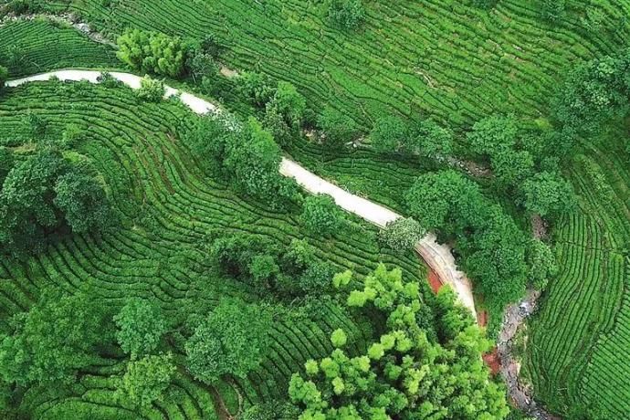 江西遂川那里有羊乐乐奶粉批发_江西遂川种植致富_江西遂川黄坑付新明新闻