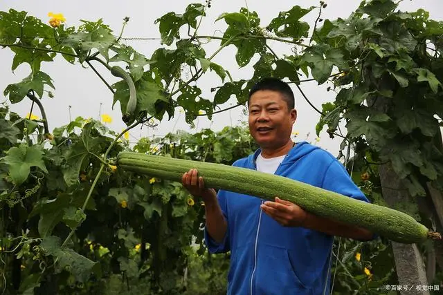 致富种植丝瓜技术与管理_种植丝瓜的技术_致富经丝瓜种植技术