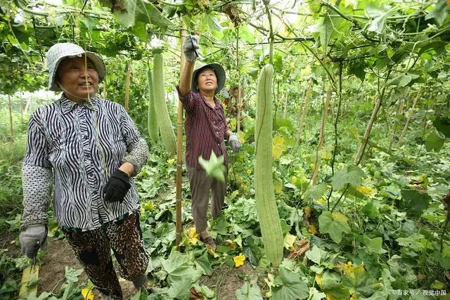 致富种植丝瓜技术与管理_致富经丝瓜种植技术_种植丝瓜的技术