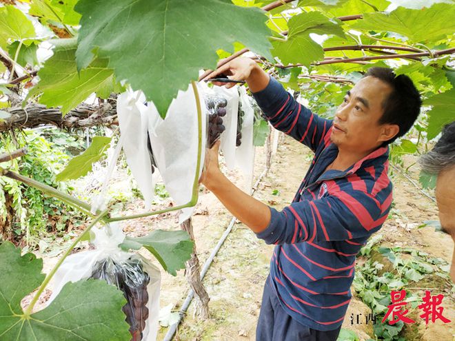 大棚葡萄种植“架起”村民脱贫致富梦