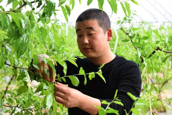 致富大棚种植故事简介_致富经大棚种菜技术_大棚种植致富故事