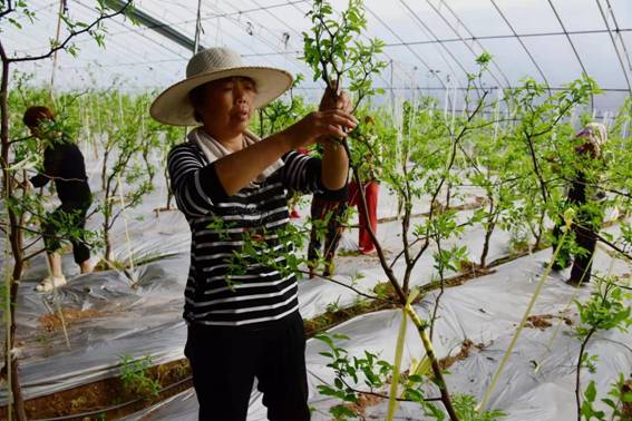 大棚种植致富故事_致富大棚种植故事简介_致富经大棚种菜技术