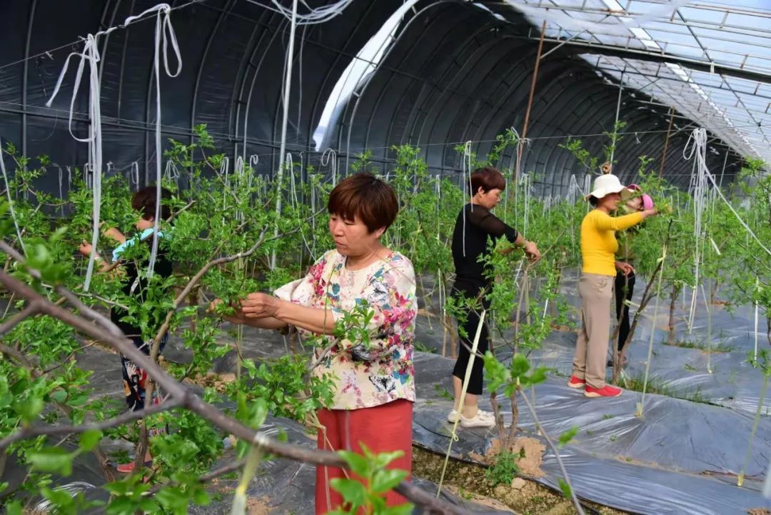 致富经大棚种菜技术_大棚种植致富故事_致富大棚种植故事简介