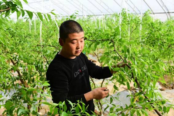 致富大棚种植故事简介_致富经大棚种菜技术_大棚种植致富故事