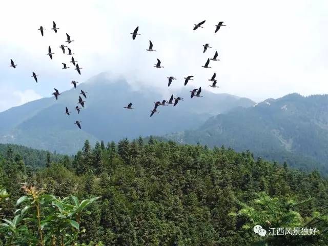 江西遂川车祸_江西遂川中学_江西遂川种植致富