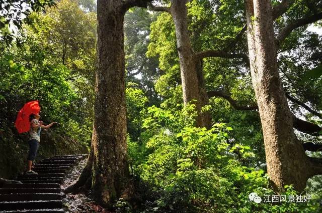 江西遂川车祸_江西遂川种植致富_江西遂川中学