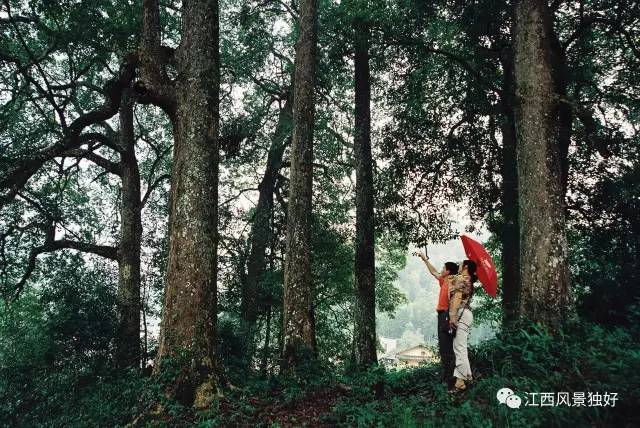 江西遂川车祸_江西遂川种植致富_江西遂川中学