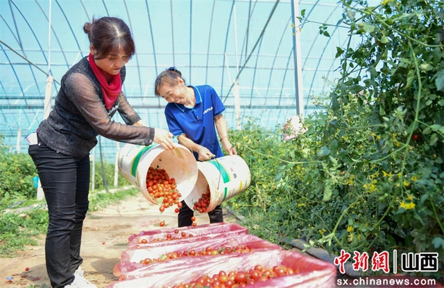 大棚种植致富故事_大棚里的致富经_致富经大棚种菜技术